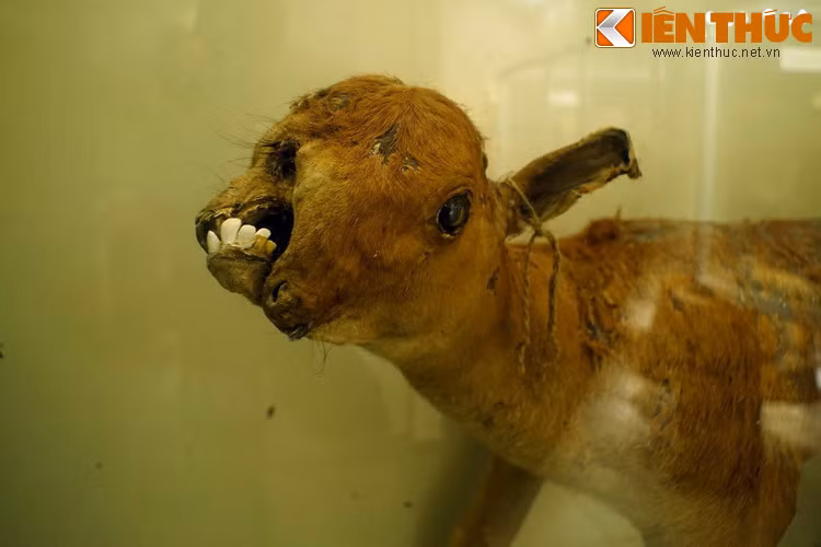 Con bê đột biến với khuôn mặt dị dạng này rất phù hợp với danh hiệu "con vật xấu nhất thế giới".