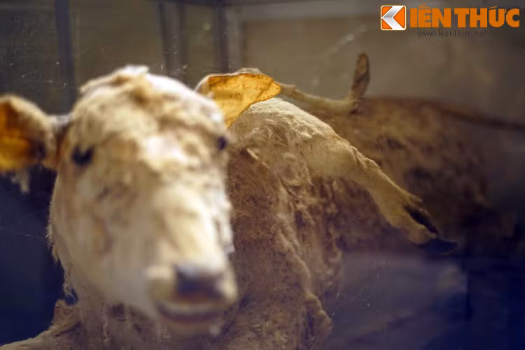 Một chú bò với những chiếc chân mọc ra từ lưng.