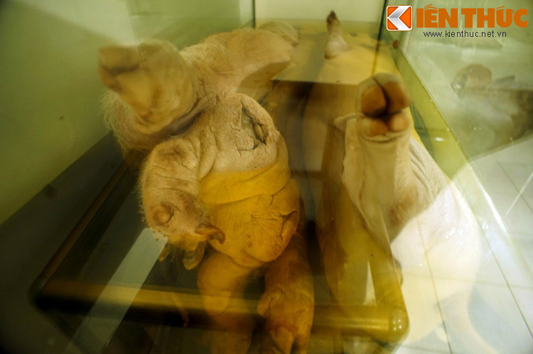 Lợn quái thai với những chiếc chân dị hình mọc ra từ phía sau cơ thể.