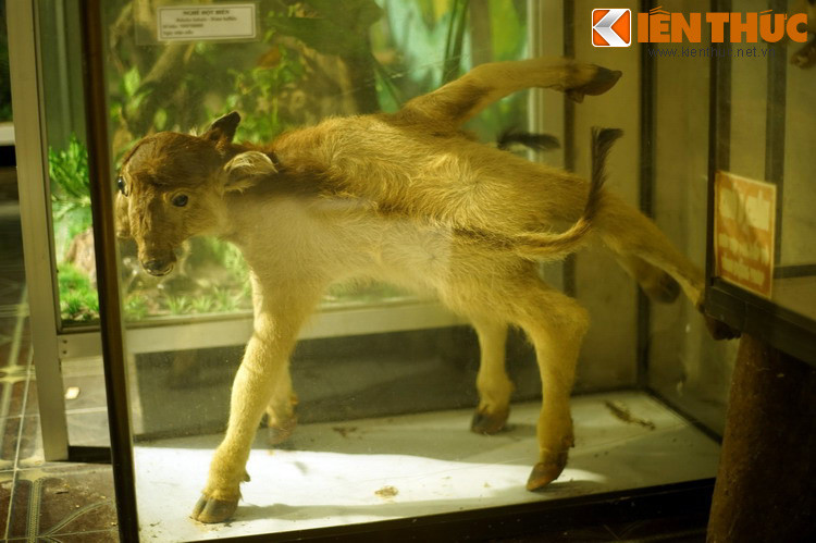 " Quái vật" nghé đột biến 2 đầu 7 chân trông như sinh vật đến từ một hành tinh khác.