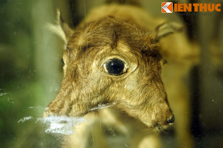 Dung nhan đầy ám ảnh của con vật đột biến với con mắt to đùng nằm giữa hai đầu.