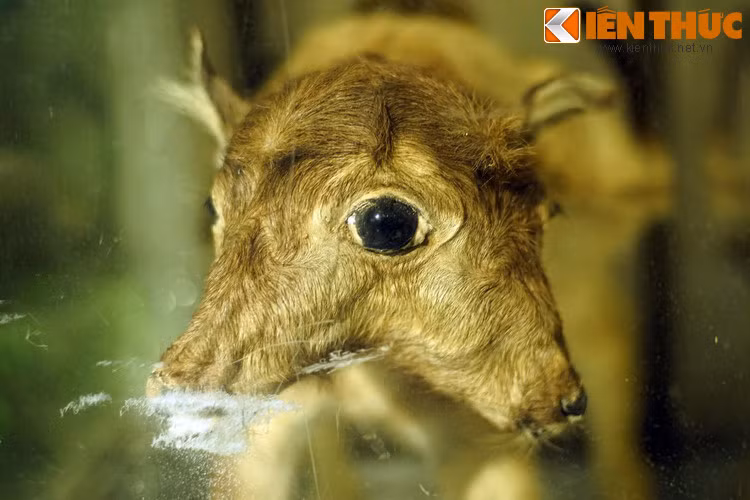 Dung nhan đầy ám ảnh của con vật đột biến với con mắt to đùng nằm giữa hai đầu.