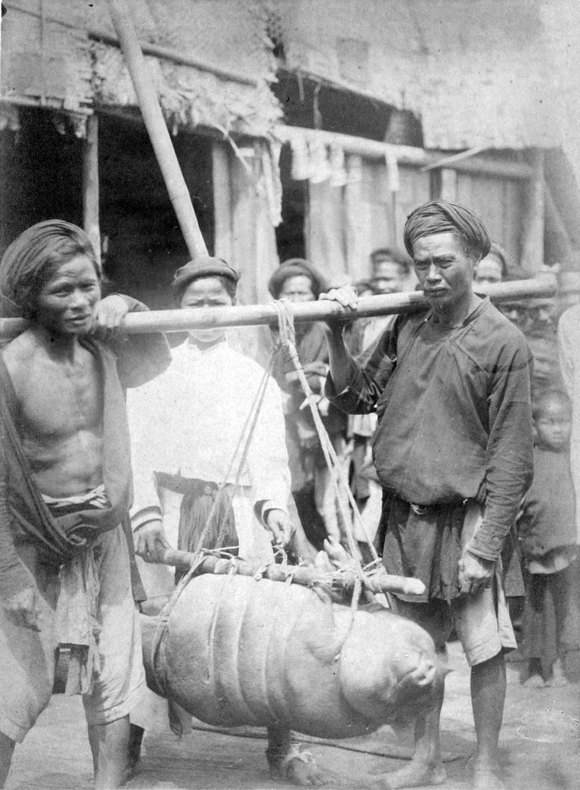 Cách thức người dân địa phương vận chuyển một con lợn trên đường, Hải Phòng 1888.