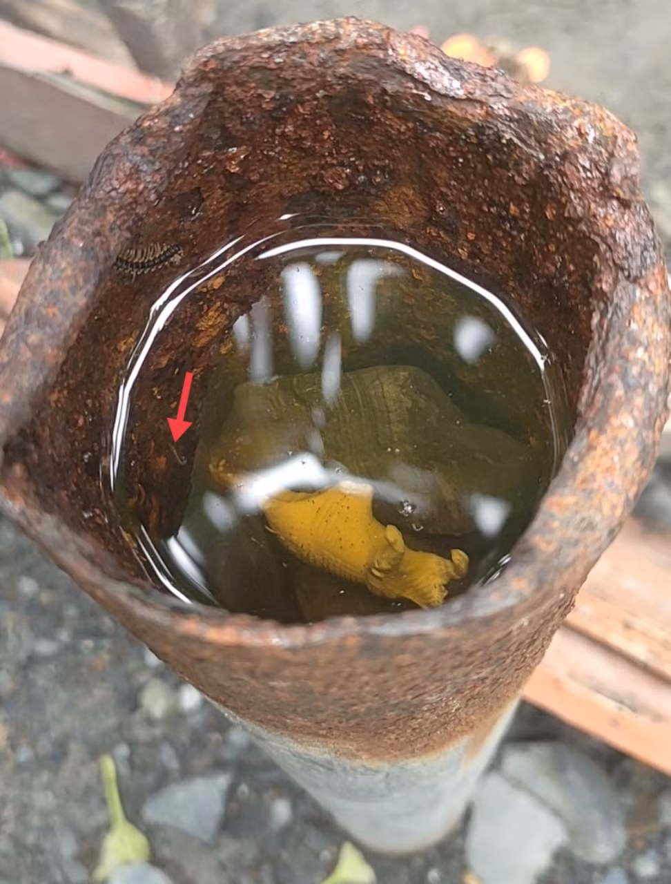 TP HCM: Them mot ca tu vong vi sot xuat huyet