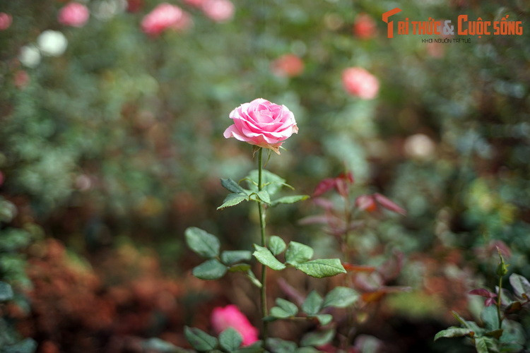 Các loài hoa được trồng ở Đà Lạt không chỉ được đưa đến khắp các tỉnh thành Việt Nam, mà đã được xuất khẩu đến nhiều quốc gia trong khu vực.