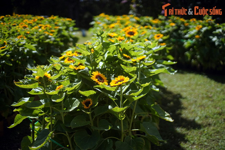 Ước tính, nơi đây có đến 200 loài hoa được thu thập từ các vùng miền của Việt Nam và nhiều nước trên thế giới. Có thể ví vườn hoa thành phố Đà Lạt như một bảo tàng của các loài hoa.