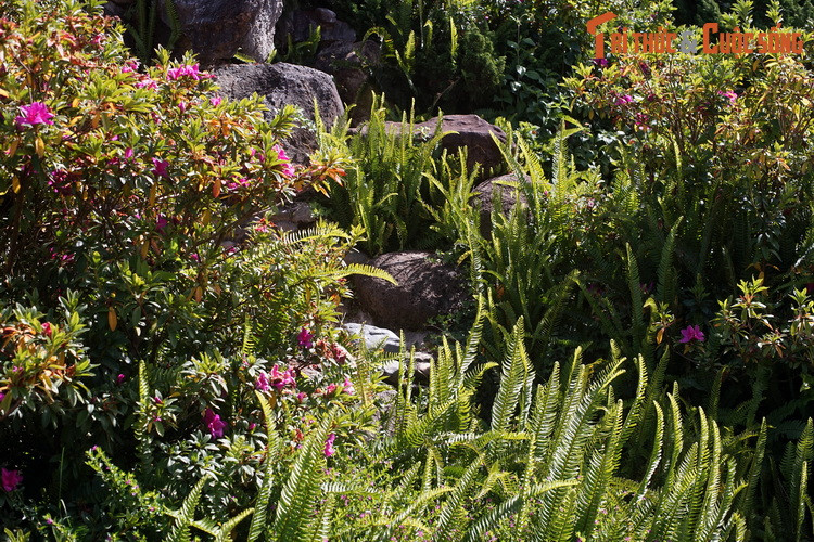 Có thể nói, vườn hoa thành phố Đà Lạt là địa điểm đến thích hợp với mọi đối tượng, đặc biệt là những ai yêu thích hoa và ác loài cây cảnh... Mời quý độc giả xem video: Ý nghĩa những phong tục ngày Tết Việt | VTC1.