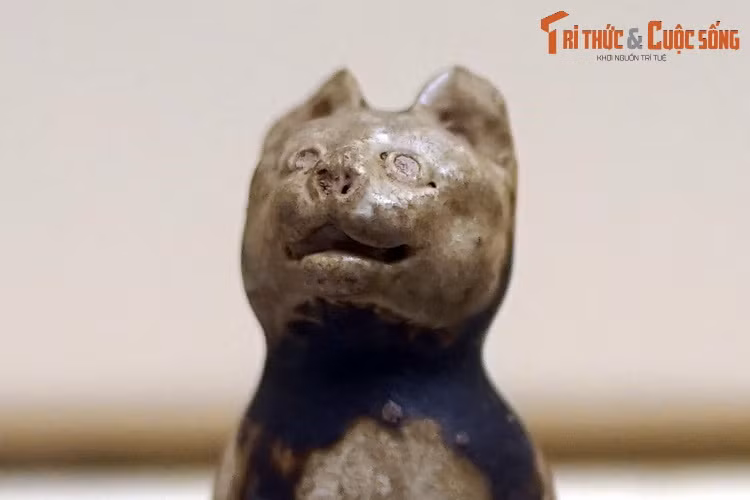 Đầu mèo mang những đường nét sắc sảo với đôi mắt tròn, môi trên xẻ đôi, cong tròn đặc trưng của họ nhà mèo.