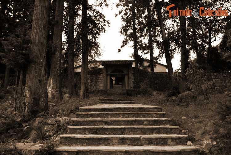  Hàng cây cổ thụ quanh dinh thự. Khi xây dinh, ông Vương Chính Đức cũng cho trồng khoảng 100 cây sa mộc trưởng thành dọc lối vào và quanh khuôn viên. Đến nay đã 100 năm, nhiều cây vẫn đứng vững, cao vút lên trời xanh, thân to một người ôm không xuể.