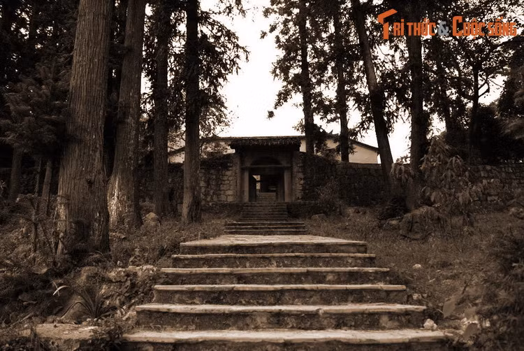  Hàng cây cổ thụ quanh dinh thự. Khi xây dinh, ông Vương Chính Đức cũng cho trồng khoảng 100 cây sa mộc trưởng thành dọc lối vào và quanh khuôn viên. Đến nay đã 100 năm, nhiều cây vẫn đứng vững, cao vút lên trời xanh, thân to một người ôm không xuể.