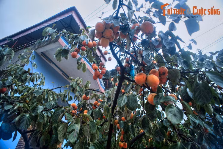 Mảnh đất Mèo Vạc cũng níu chân khách phương xa với nhiều đặc sản mang đậm nét văn hóa của đồng bào dân tộc địa phương như mèn mén, thắng cố, gạo khẩu mang, rượu ngô men lá... và nhiều loại nông sản miền núi hấp dẫn. Mời quý độc giả xem video: Ý nghĩa những phong tục ngày Tết Việt | VTC1.