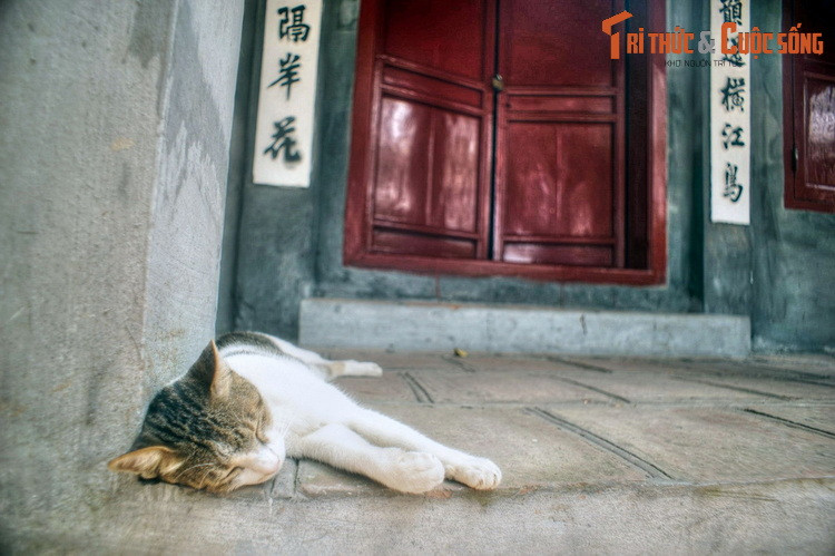 Hình ảnh khác về chú mèo của đền Ngọc Sơn.