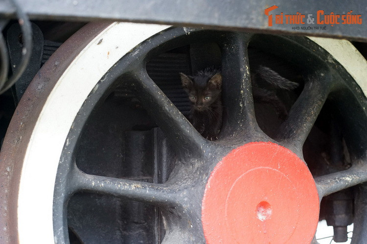 Chú mèo mun nhỏ leo trèo trên bánh sắt của đầu máy Tự Lực số 141-158. Chiếc đầu máy lịch sử này là nơi cư ngụ của khá nhiều mèo hoang. Mời quý độc giả xem video: Ý nghĩa những phong tục ngày Tết Việt | VTC1.