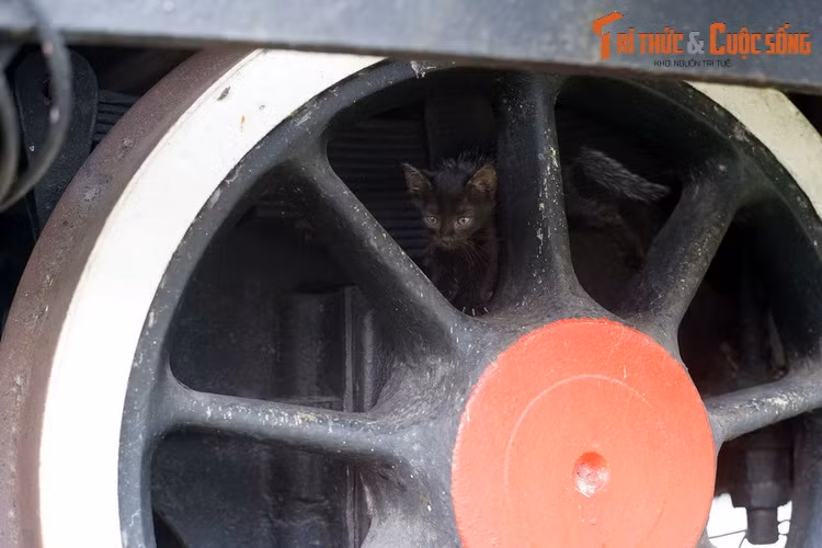 Chú mèo mun nhỏ leo trèo trên bánh sắt của đầu máy Tự Lực số 141-158. Chiếc đầu máy lịch sử này là nơi cư ngụ của khá nhiều mèo hoang. Mời quý độc giả xem video: Ý nghĩa những phong tục ngày Tết Việt | VTC1.
