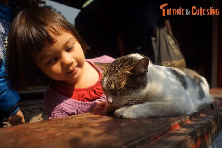 Em bé ngắm chú mèo đang sưởi nắng trên ô cửa đền Ngọc Sơn, Hà Nội. Nằm trên đảo Ngọc, một hòn đảo của hồ Hoàn Kiếm, đền Ngọc Sơn có từ thời nhà Lý, được coi là ngôi đền cổ nổi tiếng nhất của thủ đô Hà Nội. Hậu cung của đền là nơi thờ anh hùng dân tộc Trần Hưng Đạo.