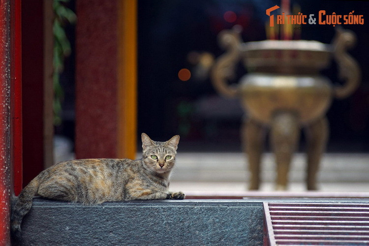 Chú mèo mướp ở hội quán Quỳnh Phủ, còn gọi là chùa Bà Hải Nam, ở quận 5, TP HCM. Hội quán được xây vào khoảng năm 1824, do cộng đồng Hoa kiều gốc Hải Nam ở Chợ Lớn đóng góp tiền bạc mua đất xây dựng làm nơi tổ chức lễ hội, cầu mong cho mưa thuận gió hòa, quốc thái dân an.