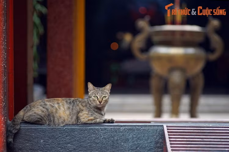 Chú mèo mướp ở hội quán Quỳnh Phủ, còn gọi là chùa Bà Hải Nam, ở quận 5, TP HCM. Hội quán được xây vào khoảng năm 1824, do cộng đồng Hoa kiều gốc Hải Nam ở Chợ Lớn đóng góp tiền bạc mua đất xây dựng làm nơi tổ chức lễ hội, cầu mong cho mưa thuận gió hòa, quốc thái dân an.