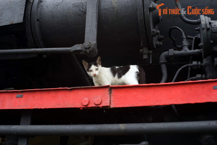 Một chú mèo trên đầu máy Tự Lực số 141-158, một hiện vật lịch sử được trưng bày ở ga Sài Gòn, TP HCM. Được lắp ráp năm 1964 tại Nhà máy xe lửa Nguyễn Văn Trỗi ở Gia Lâm, Hà Nội, chiếc đầu máy này đã kéo đoàn tàu đầu tiên khai thông tuyến đường sắt Bắc Nam ngày 31/12/1976.