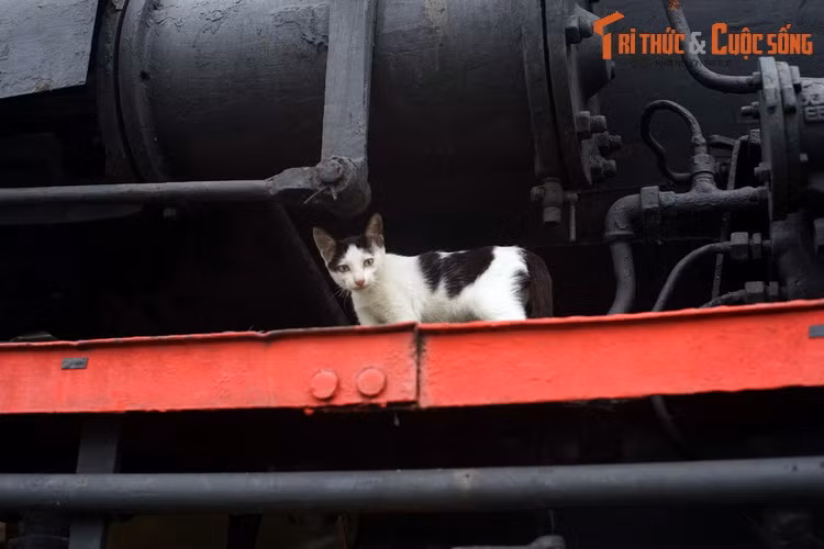 Một chú mèo trên đầu máy Tự Lực số 141-158, một hiện vật lịch sử được trưng bày ở ga Sài Gòn, TP HCM. Được lắp ráp năm 1964 tại Nhà máy xe lửa Nguyễn Văn Trỗi ở Gia Lâm, Hà Nội, chiếc đầu máy này đã kéo đoàn tàu đầu tiên khai thông tuyến đường sắt Bắc Nam ngày 31/12/1976.