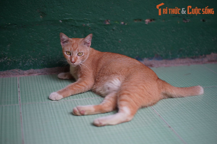 Chú mèo này là vật nuôi của hội quán Quảng Triệu, còn được gọi là Miếu Thiên Hậu hay Chùa Bà Cầu Ông Lãnh, ở quận 1, TP HCM. Hội quán này xây dựng từ năm 1877, là nơi hoạt động cộng đồng người Hoa thuộc hai phủ Quảng Châu và Triệu Khánh, tỉnh Quảng Đông, Trung Quốc.