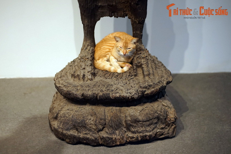 Chú mèo của Bảo tàng Lịch sử TP HCM nằm cuộn tròn trên chân bức tượng Phật Sa Đéc, một Bảo vật quốc gia có tuổi đời 17 thế kỷ. Bảo tàng Lịch sử TP HCM có tiền thân là Bảo tàng Blanchard de la Brosse, khánh thành năm 1929.