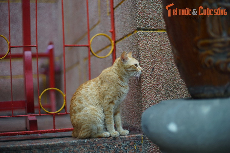 Một chú mèo khác ở hội quán Quỳnh Phủ. Nơi đây có một đàn mèo khá đông đúc.