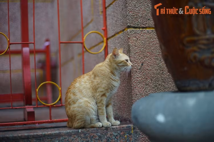 Một chú mèo khác ở hội quán Quỳnh Phủ. Nơi đây có một đàn mèo khá đông đúc.