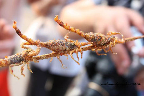 Ngoài cách chiên, xào, nướng, đôi khi bọ cạp còn được chế biến bằng cách rang muối. Thực khách yêu thích bọ cạp sẽ được đổi món với vị giòn tan, đậm đà từ các gia vị rang kèm.