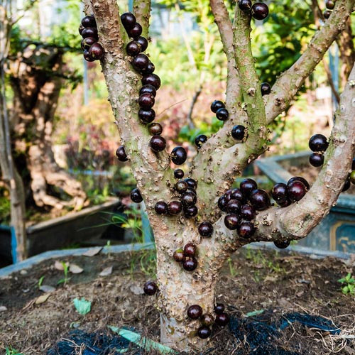 Nho thân gỗ kết trái quanh thân cây trông rất hấp dẫn, vừa trồng lấy quả vừa có thể làm cây bonsai. Điều đáng tiếc, nho thân gỗ rất khó bảo quản nên phạm vi phục vụ tươi hạn chế. Người ta thường chế biến thành mứt hoặc các chế phẩm khác để nhiều người có cơ hội thưởng thức.