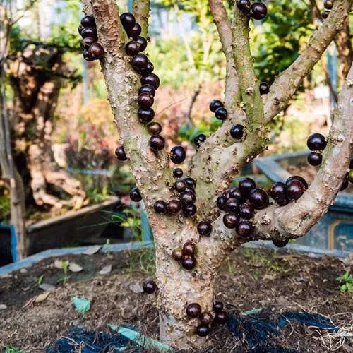 Nho thân gỗ kết trái quanh thân cây trông rất hấp dẫn, vừa trồng lấy quả vừa có thể làm cây bonsai. Điều đáng tiếc, nho thân gỗ rất khó bảo quản nên phạm vi phục vụ tươi hạn chế. Người ta thường chế biến thành mứt hoặc các chế phẩm khác để nhiều người có cơ hội thưởng thức.