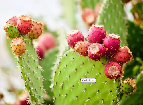  Xương rồng lê gai. Xương rồng lê gai là một trong những loại quả ít được biết đến trên thế giới, phổ biến ở Mexico. Quả lê gai mọc trên cây xương rồng Opuntia, mọng nước, có hình bầu dục nhỏ. Trước khi ăn, quả cần được gọt vỏ cẩn thận để loại bỏ gai. Quả có thể thưởng thức sống, làm đồ uống giải khát hoặc chế biến thành món ăn.