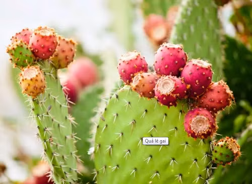  Xương rồng lê gai. Xương rồng lê gai là một trong những loại quả ít được biết đến trên thế giới, phổ biến ở Mexico. Quả lê gai mọc trên cây xương rồng Opuntia, mọng nước, có hình bầu dục nhỏ. Trước khi ăn, quả cần được gọt vỏ cẩn thận để loại bỏ gai. Quả có thể thưởng thức sống, làm đồ uống giải khát hoặc chế biến thành món ăn.