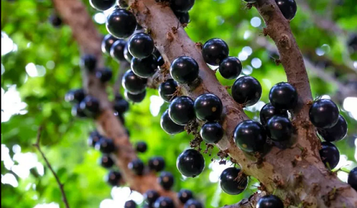  Nho thân gỗ. Nho thân gỗ là một trong những loại quả kỳ lạ, thuộc dạng hiếm có khó tìm trên thế giới. Cây trổ hoa và kết quả trực tiếp trên thân cây. Cùi nho sệt, màu trắng hoặc hồng, vị ngọt, đôi khi chua nhẹ giống nho nên được gọi là nho thân gỗ.