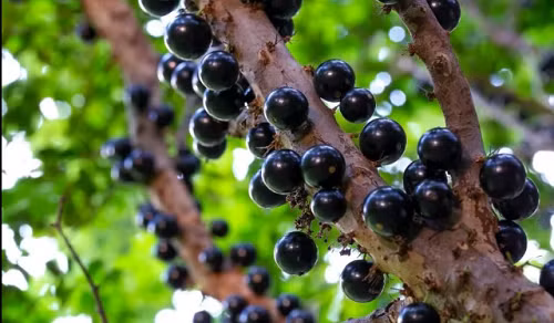  Nho thân gỗ. Nho thân gỗ là một trong những loại quả kỳ lạ, thuộc dạng hiếm có khó tìm trên thế giới. Cây trổ hoa và kết quả trực tiếp trên thân cây. Cùi nho sệt, màu trắng hoặc hồng, vị ngọt, đôi khi chua nhẹ giống nho nên được gọi là nho thân gỗ.