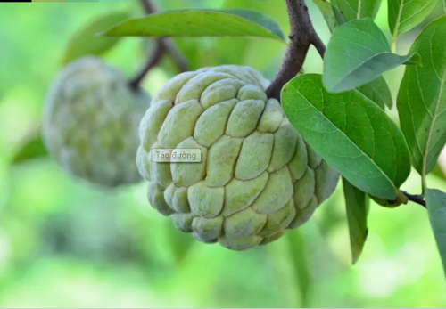  Na. Na phổ biến với chúng ta song lại là loại quả hiếm gặp với nhiều người trên thế giới. Na có lớp vỏ dày, nhiều mắt. Bên trong, thịt màu kem, mềm ngọt và nhiều hạt. Thịt na ngon song phần hạt lại tiềm ẩn mối nguy sức khỏe. Một số nơi, người ta nghiền hạt, sử dụng chúng như một loại thuốc trừ sâu.