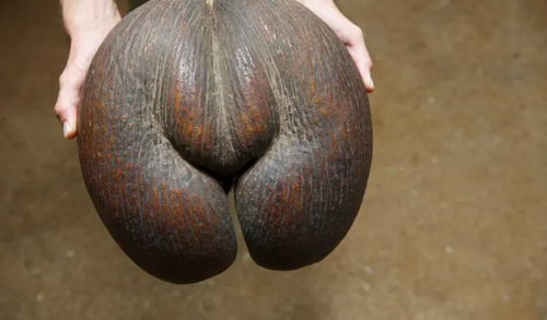  Lodoicea. Lodoicea phổ biến ở Seychelles, Ấn Độ Dương. Loại quả này rất thú vị với nhà khoa học và khách du lịch. Loại quả này được biết đến là quả dại lớn nhất, hình dạng thì “gợi cảm”. Lodoicea có vị ngọt nhẹ, vị tương tự như cam. Do số lượng Lodoicea rất ít nên chúng được bảo tồn vô cùng cẩn thận.