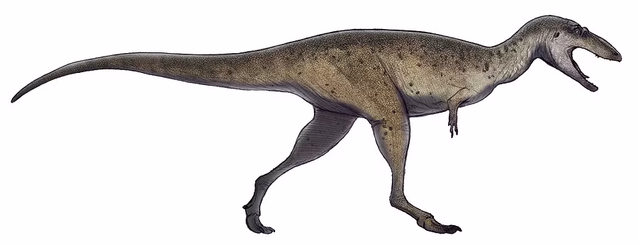 Điều kỳ lạ là T-Rex và Gualicho shinyae không có vẻ là có mối liên quan với nhau, thậm chí chúng còn thuộc 2 nhánh khủng long hoàn toàn khác nhau.