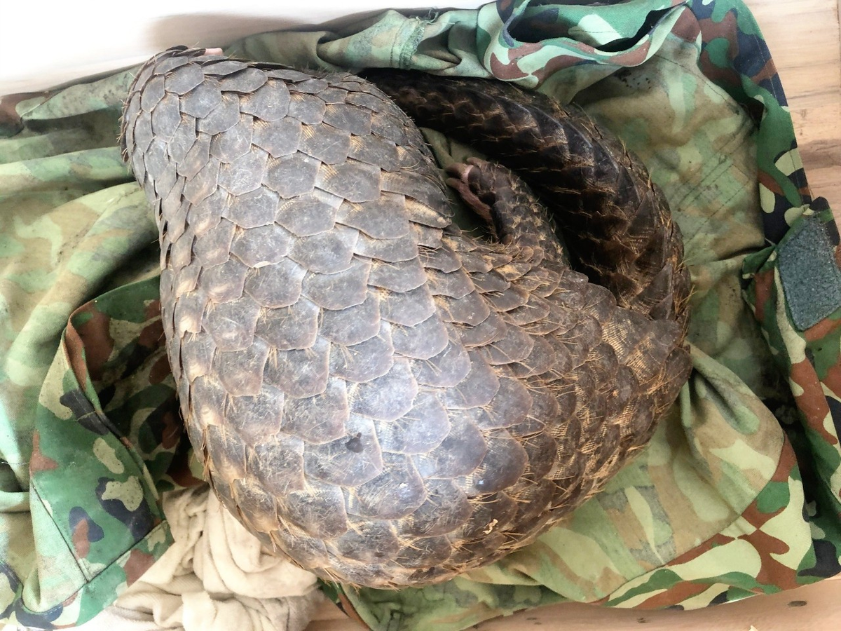 Cá thể tê tê vàng do người dân ở tỉnh Bạc Liêu tự nguyện giao nộp cho Trung tâm Cứu hộ, Bảo tồn và Phát triển sinh vật Vườn quốc gia Cát Tiên. Ảnh: Vườn Quốc gia Cúc Phương.