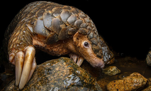Tê tê vàng có tên khoa học là Manis pentadactyla. Đây là động vật quý hiếm thuộc nhóm IB (theo Nghị định 06/2019/NĐ-CP và Nghị định 160/2013/NĐ-CP) và nằm trong sách đỏ Việt Nam đang bị đe dọa tuyệt chủng, được pháp luật bảo vệ và nghiêm cấm khai thác, sử dụng, mua bán, tiêu thụ dưới mọi hình thức.