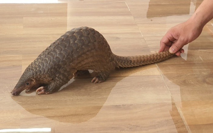 Đồng thời, tiến hành di chuyển về trung tâm cứu hộ, bảo tồn tại Vườn quốc gia Cúc Phương chăm sóc, và phục vụ cho chương trình nhân nuôi sinh sản bảo tồn đối với loài động vật quý hiếm này.