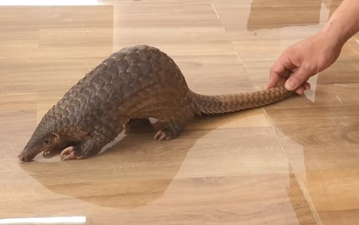 Đồng thời, tiến hành di chuyển về trung tâm cứu hộ, bảo tồn tại Vườn quốc gia Cúc Phương chăm sóc, và phục vụ cho chương trình nhân nuôi sinh sản bảo tồn đối với loài động vật quý hiếm này.