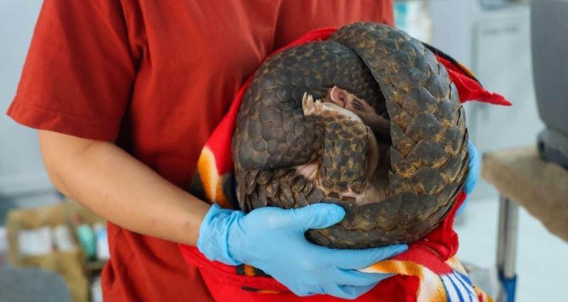 Sau 1 tuần cứu hộ và chăm sóc ban đầu tại Vườn quốc gia Cát Tiên, cá thể tê tê vàng được vận chuyển bằng máy bay về sân bay Quốc tế Nội Bài (Hà Nội).