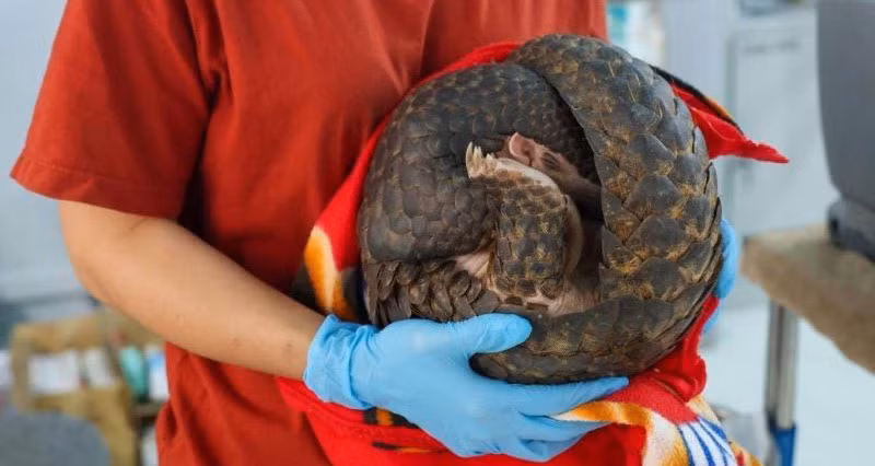 Sau 1 tuần cứu hộ và chăm sóc ban đầu tại Vườn quốc gia Cát Tiên, cá thể tê tê vàng được vận chuyển bằng máy bay về sân bay Quốc tế Nội Bài (Hà Nội).