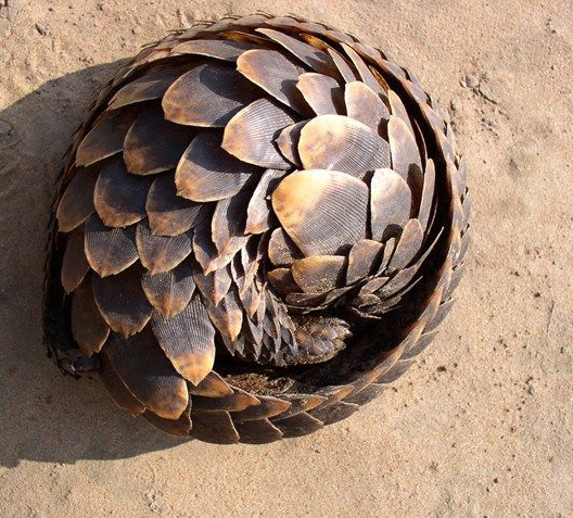 Loài tê tê có thói quen kiếm ăn vào ban đêm ở khu vực trên mặt đất. Trong khi đó, vào ban ngày, chúng trú ẩn trong hang.