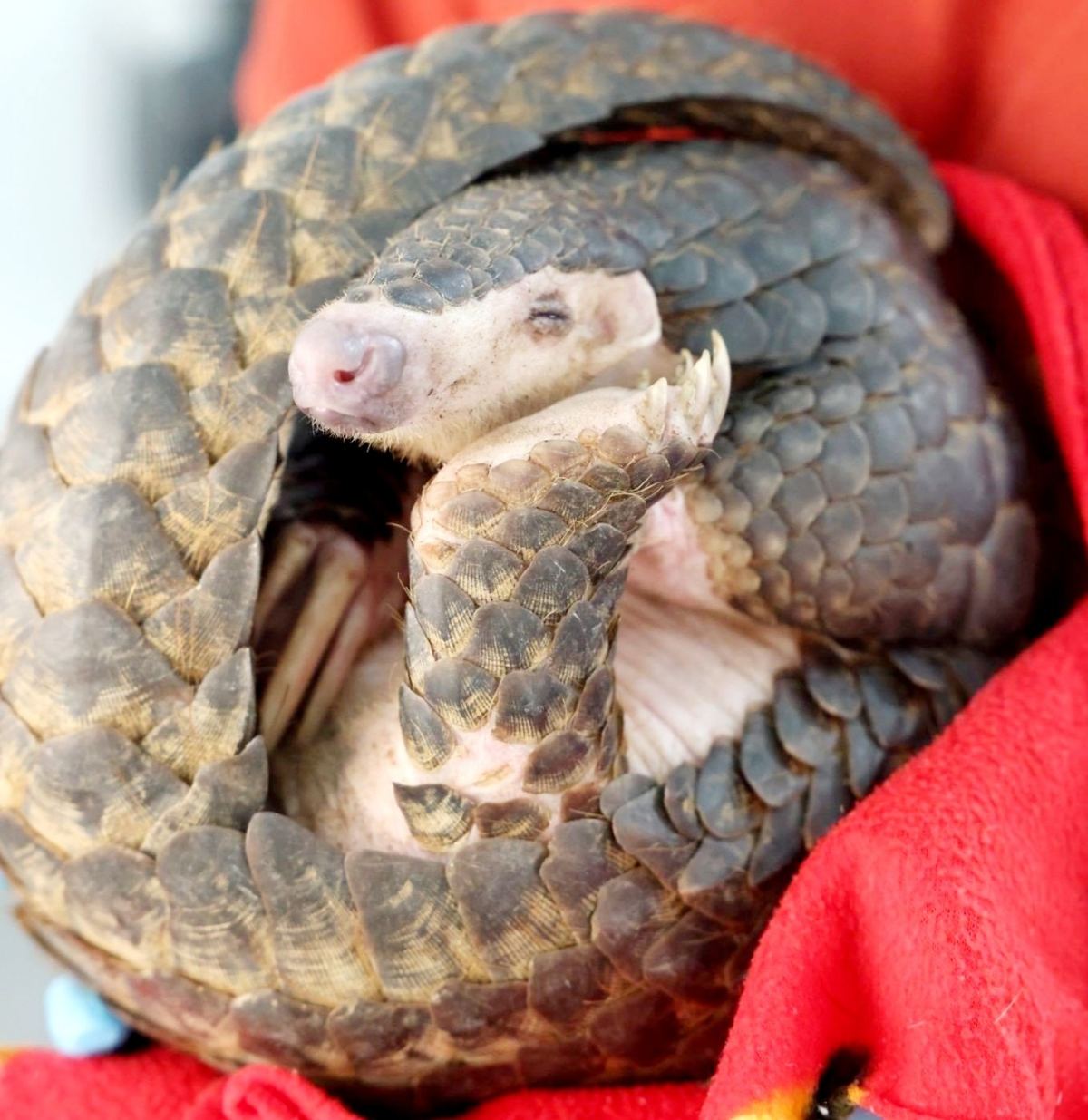 Mới đây, Vườn quốc gia Cúc Phương đã tiếp nhận, cứu hộ thành công 1 cá thể tê tê vàng cực kỳ quý hiếm. Ảnh: Vườn Quốc gia Cúc Phương.