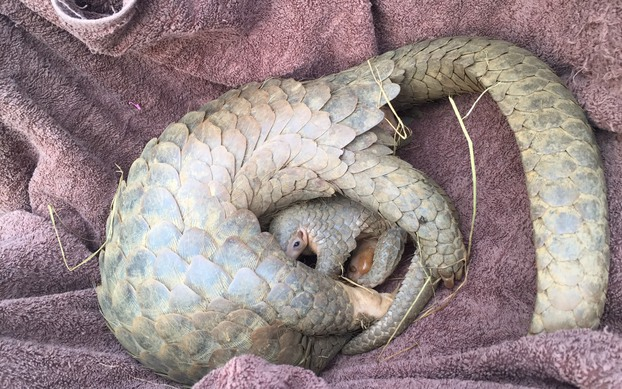 Bên cạnh những đặc điểm chung của loài tê tê, các cá thể tê tê vàng có một số điểm khác biệt để phân biệt như: tai có viền thịt rõ ràng, lòng bàn chân trước không nhẵn, đuôi ngắn hơn, vảy không bao phủ sống mũi và móng trước dài hơn móng sau.