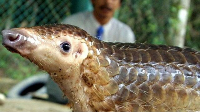 Thức ăn chủ yếu của tê tê gồm: mối, kiến, côn trùng nhỏ ở mặt đất, đôi khi ăn cỏ, lá cây mục...