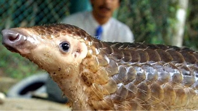 Thức ăn chủ yếu của tê tê gồm: mối, kiến, côn trùng nhỏ ở mặt đất, đôi khi ăn cỏ, lá cây mục...