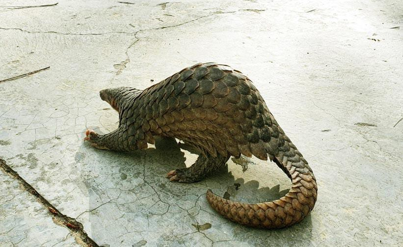 Nguyên nhân dẫn đến tình trạng này là do vấn nạn săn bắt, buôn bán trái phép quá mức để lấy thịt và vảy khiến loài tê tê vàng đứng trước nguy cơ tuyệt chủng.