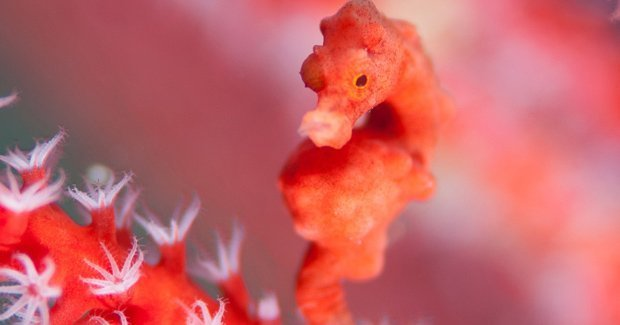 3. Cá ngựa hồng là loài cá săn mồi nổi tiếng tại Rạn San Hô Great Barrier ở Úc. Chúng có màu sắc khác biệt so với các loài cá khác, với màu vàng cam và hồng sữa trên vai của chúng.